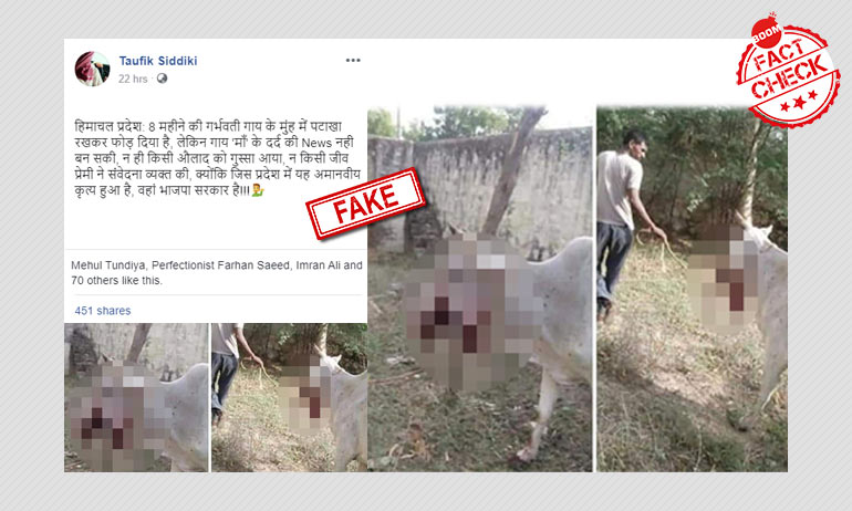 नहीं, यह तस्वीर हिमाचल प्रदेश में घायल हुई गाय की नहीं है नहीं, यह तस्वीर हिमाचल प्रदेश में घायल हुई गाय की नहीं है