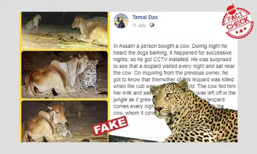 तेंदुए और गाय की यह तस्वीर असम से नहीं गुजरात से है