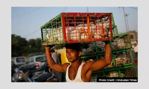 भारत के चार राज्यों में बर्ड फ़्लू: यह बातें आपको ज़रूर जाननी चाहिए