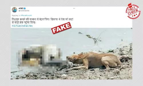 नदी किनारे लावारिस लाश खाते हुए कुत्ते की ये तस्वीर कब की है?