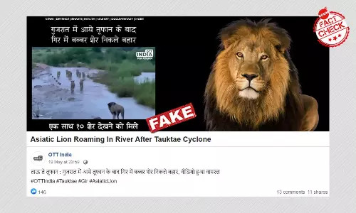 दक्षिण अफ्रीका में शेरों को घूमते दिखाता वीडियो ग़लत दावे के साथ वायरल