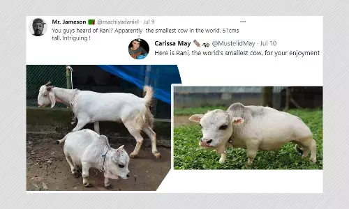 बांग्लादेश की बौनी गाय बनी सोशल मीडिया स्टार, तस्वीरें हुईं वायरल