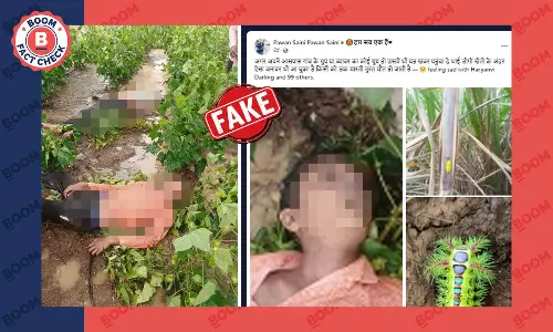 खेतों में मिला ऐसा कीड़ा जिसके काटने से होती है तुरंत मौत? फ़ैक्ट चेक