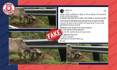 गाय पर हमला करते तेंदुए का वीडियो नामीबिया से आए चीतों से जोड़कर वायरल