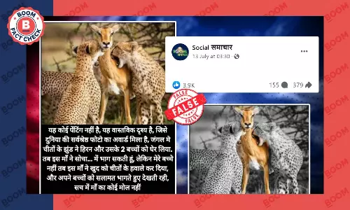 हिरण का शिकार करते चीतों की पुरानी तस्वीर पर किया जा रहा मार्मिक दावा गलत है हिरण का शिकार करते चीतों की पुरानी तस्वीर पर किया जा रहा मार्मिक दावा गलत है