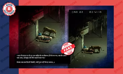 Fact Check on Lion AI Video