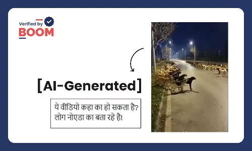 Two groups of stray dogs facing off on a street in Noida Claim Two groups of stray dogs facing off on a street in Noida Claim
